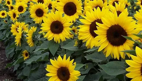 تصویر 3 از فروش تابلو رنگ روغن گل آفتابگردان + قیمت خرید به صرفه